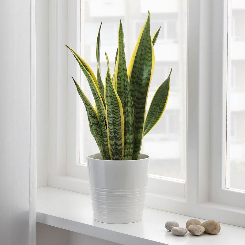 Snake Plant (Sansevieria)