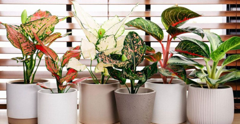 From High-Maintenance to Hands-Off: The Best Plants for Every Type of Gardener (Newbies, Rejoice!)