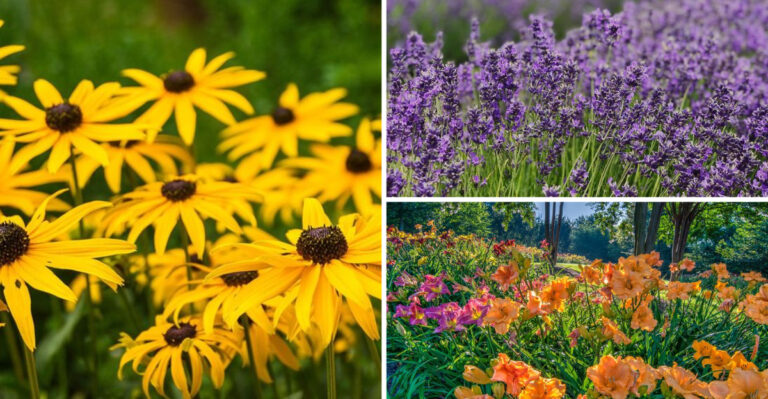 From Spring Planting to Fall Glory: My 23 Perennial Success Stories