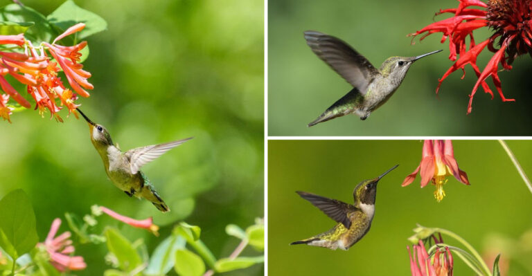 From Zero Hummingbirds to 50 Daily Visitors: My Journey With 19 Perennial Flowers