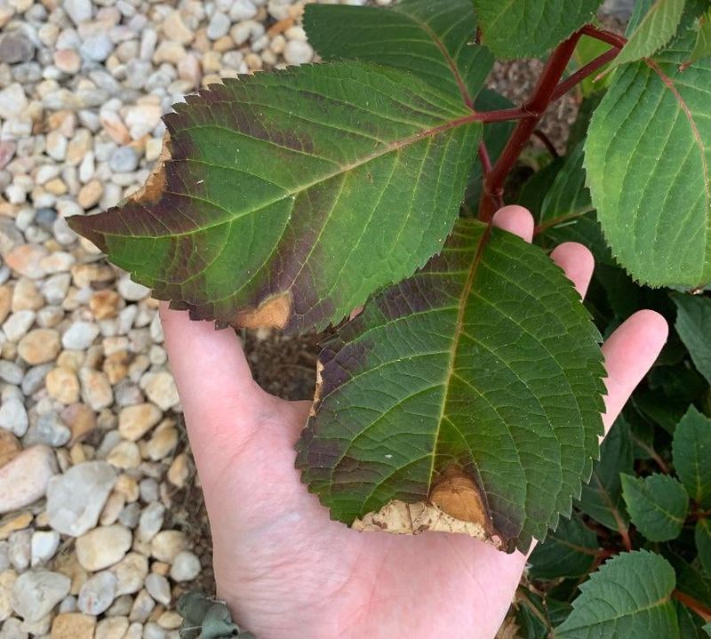 Excessive Sun Exposure