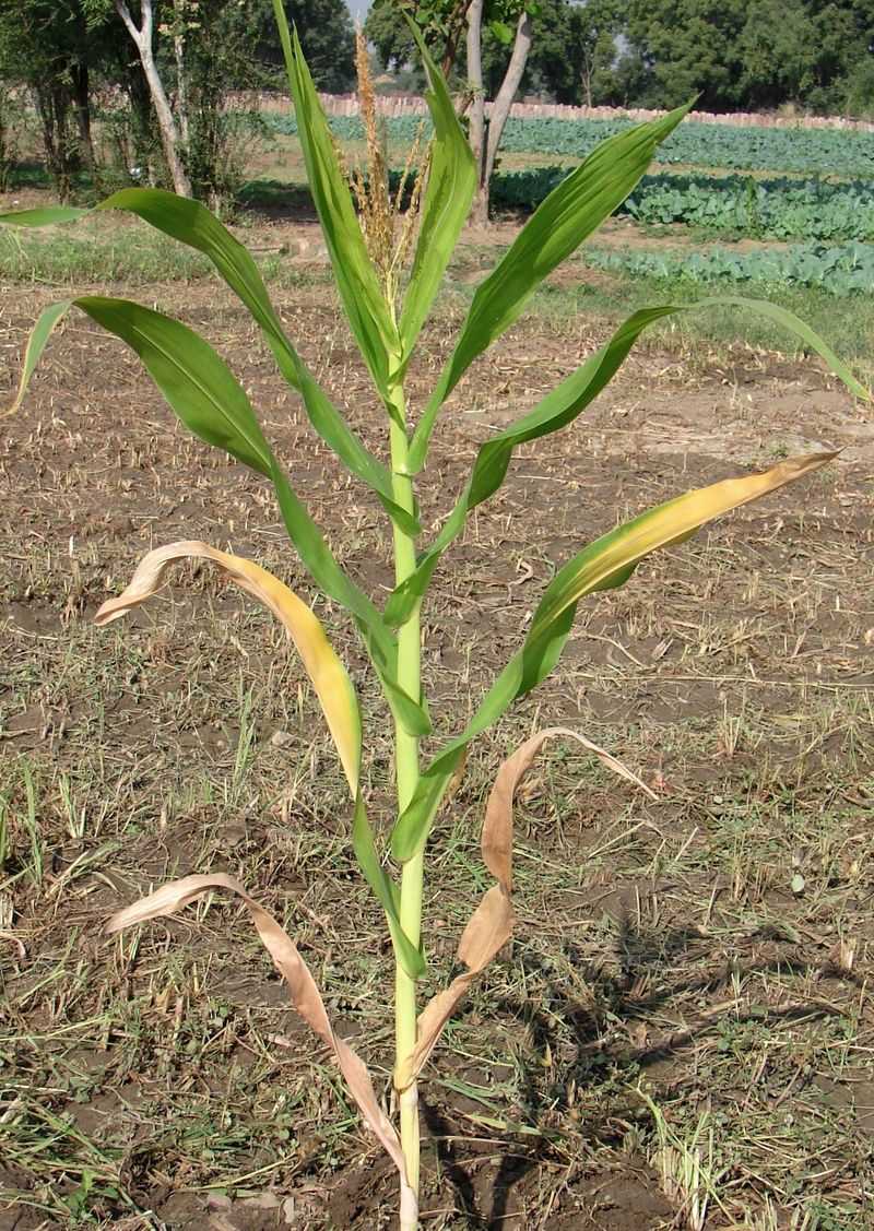 Leaves Dropping Prematurely