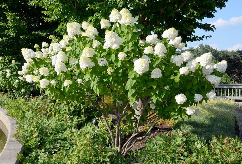 Hydrangeas (Panicle & Smooth Types)