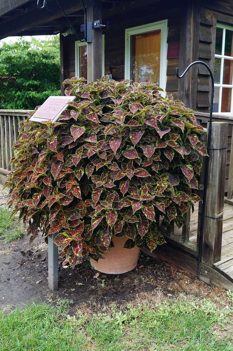 Coleus