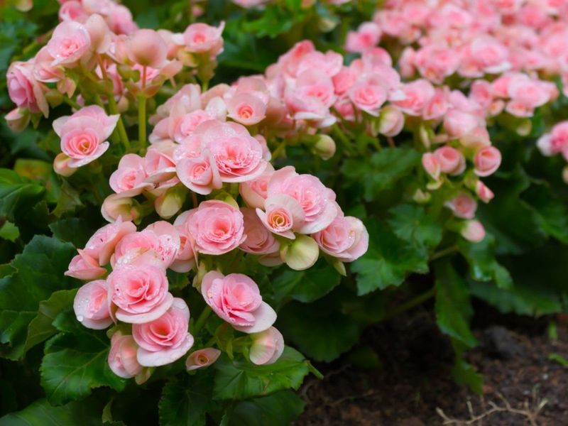 Tuberous Begonia
