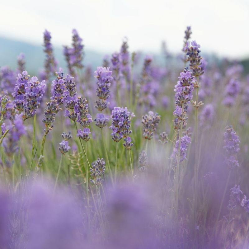 Lavender Mist