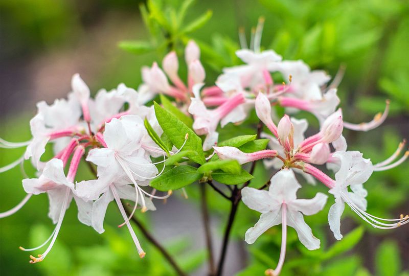 Azaleas