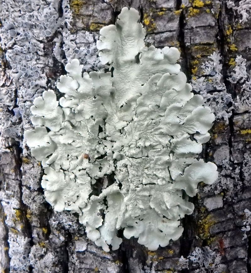 Lichen Colonies