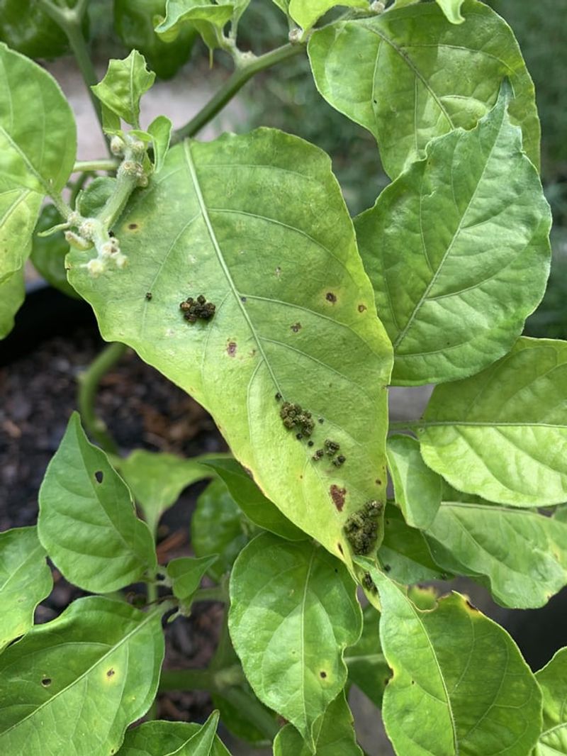 Presence of Pest Excrement