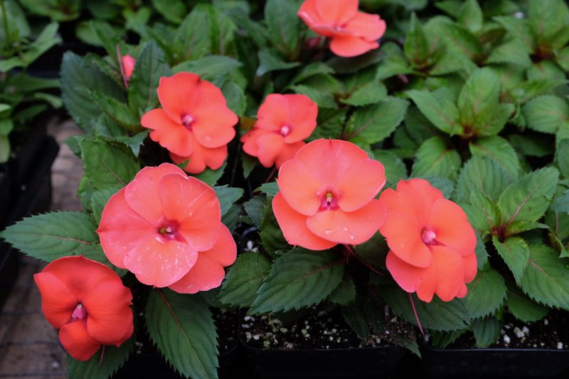 SunKissed Coral Impatiens