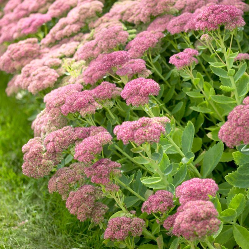 Sedum