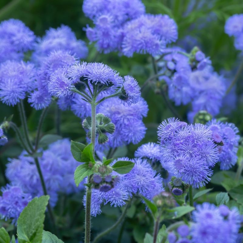 Ageratum