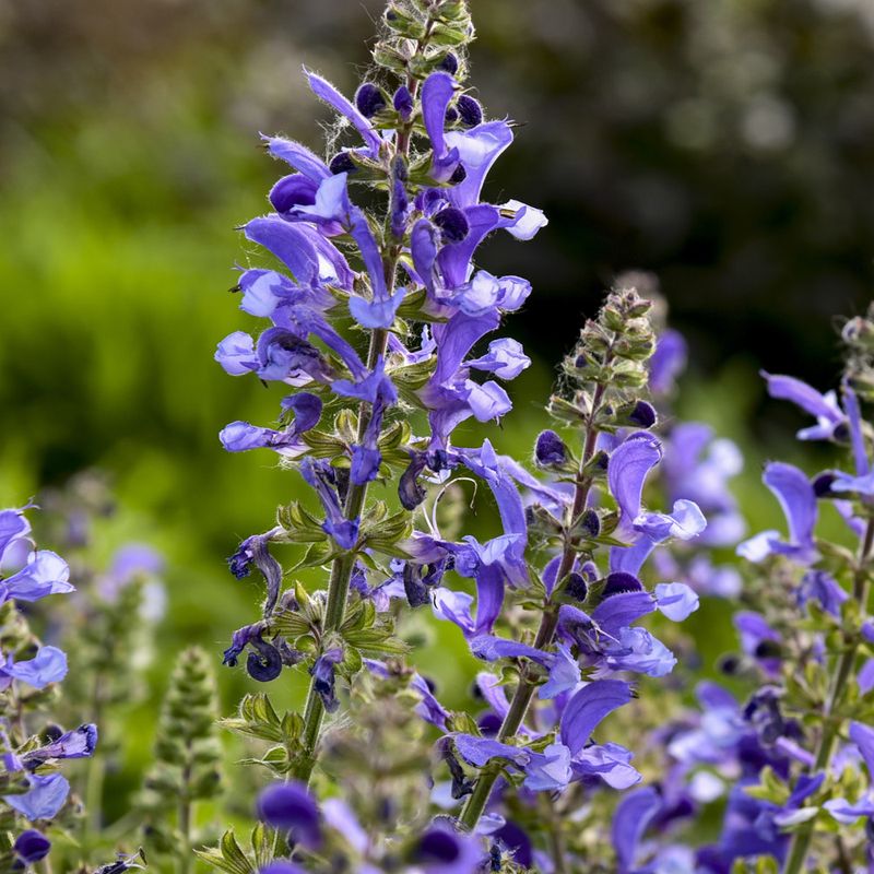 Salvia (Sage)
