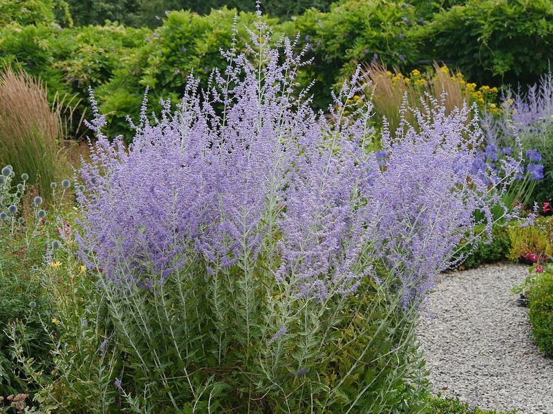 Russian Sage