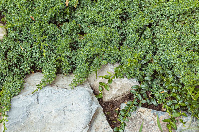 Sedum - Living Carpets That Store Their Own Water