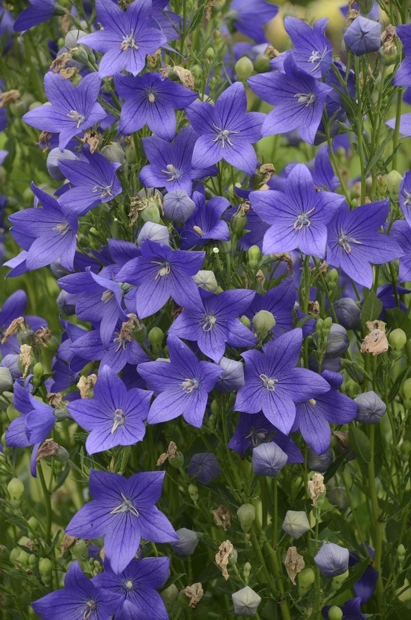 Balloon Flower (Platycodon grandiflorus)