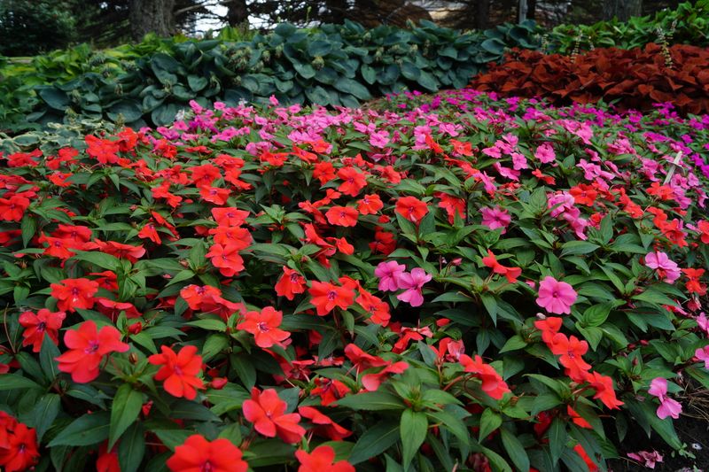 Impatiens (Impatiens walleriana)