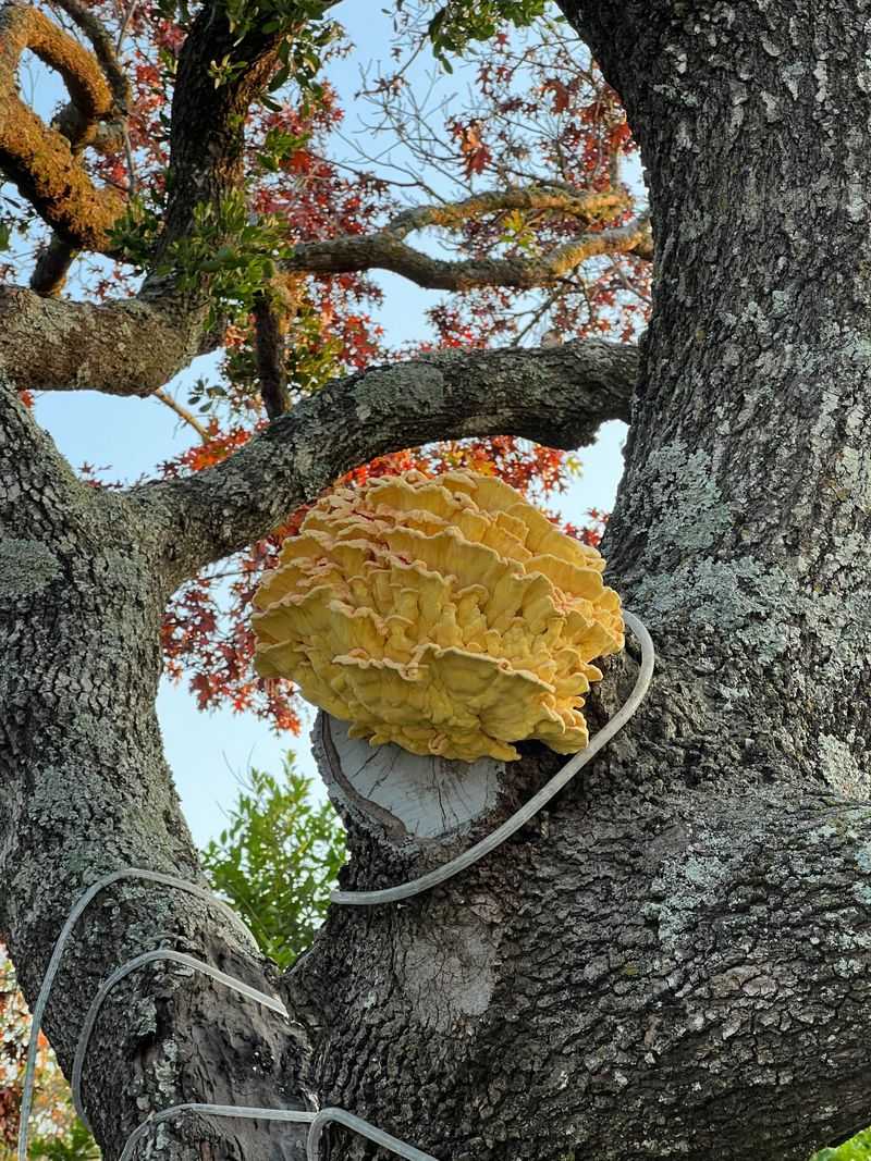 Fungal Growth Clusters