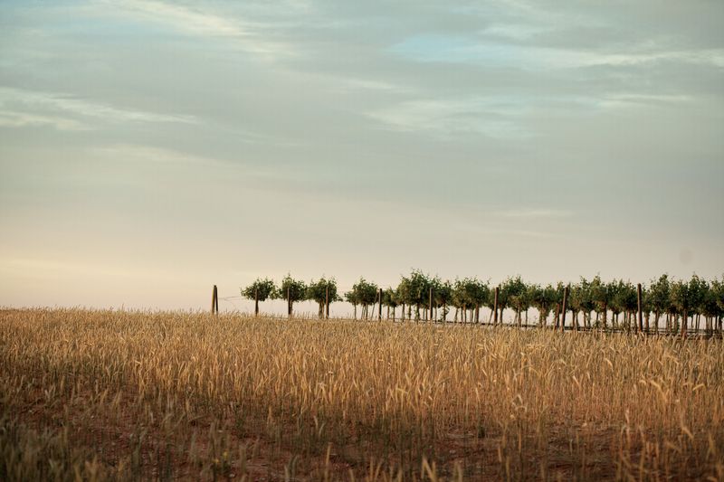 Lubbock's Wind-Swept Fields
