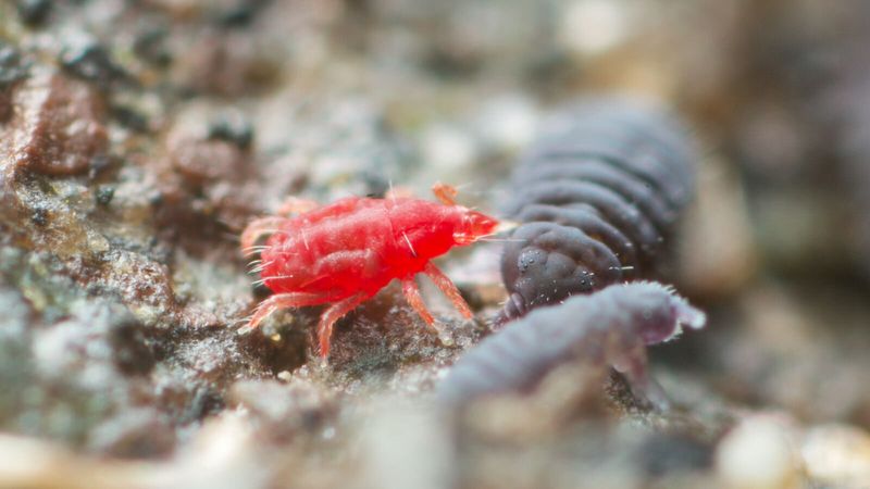 Prostigmatid Mites (Diverse Group)