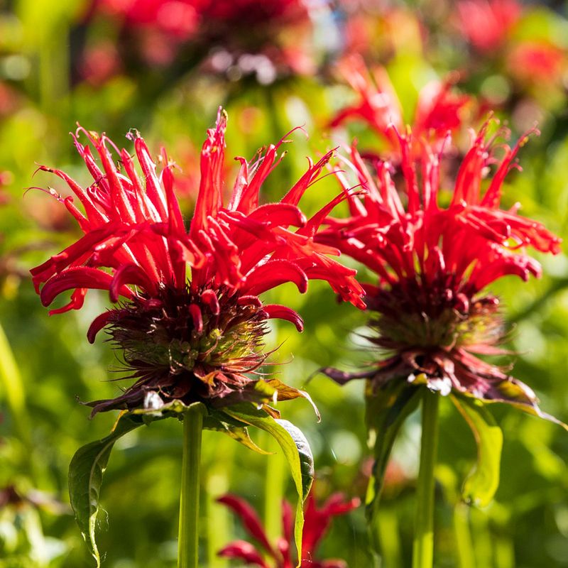 Bee Balm (Monarda)