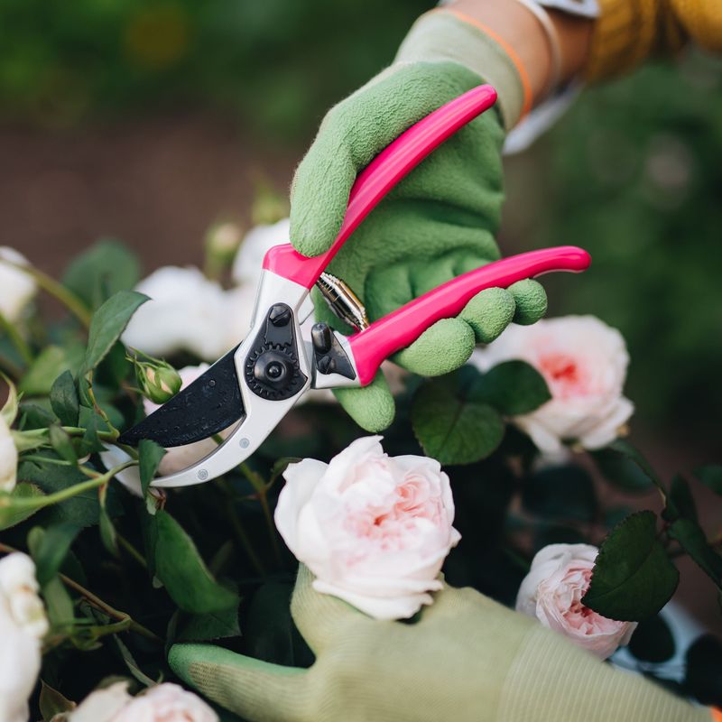 Pruning Shears