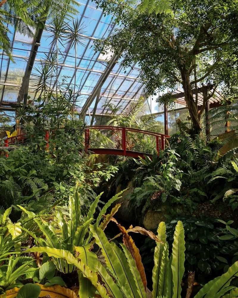 Butterfly Rainforest