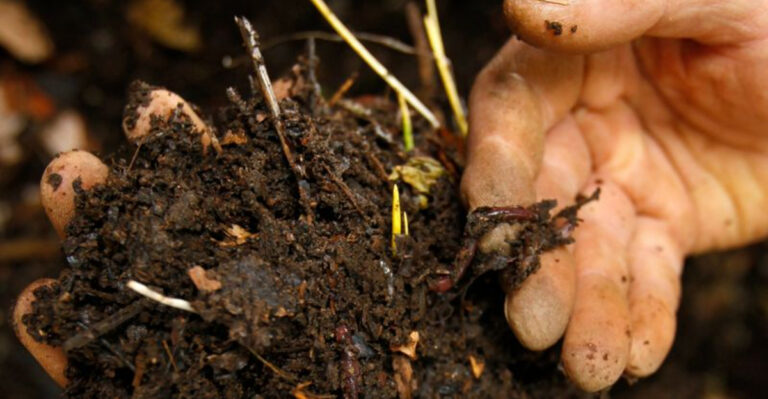 Gardeners Swear by This Dirt Trick – The Secret Lies in Bacteria!