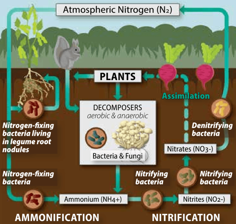 Nature’s Decomposers: Recycling Organic Matter