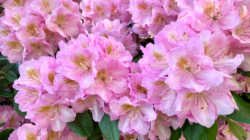 Rhododendron