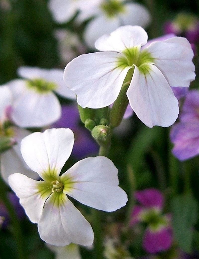 White Evening Stock (Matthiola longipetala)
