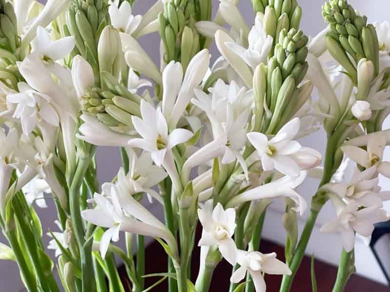 Tuberose Temptation