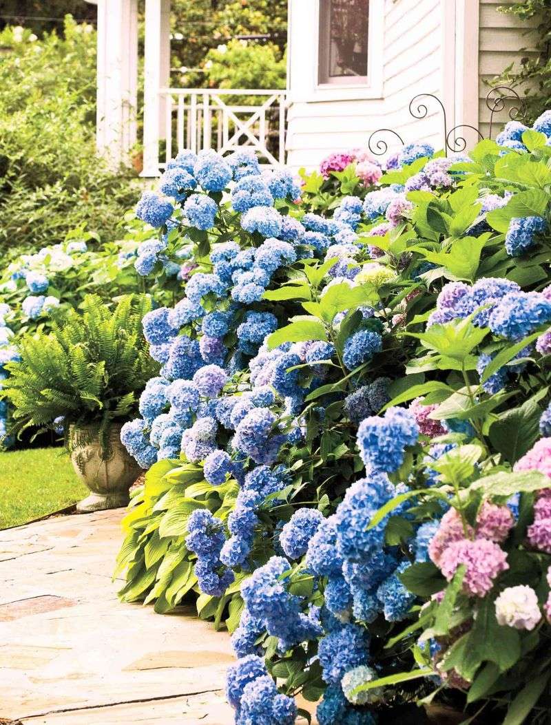 Hydrangea Blooms