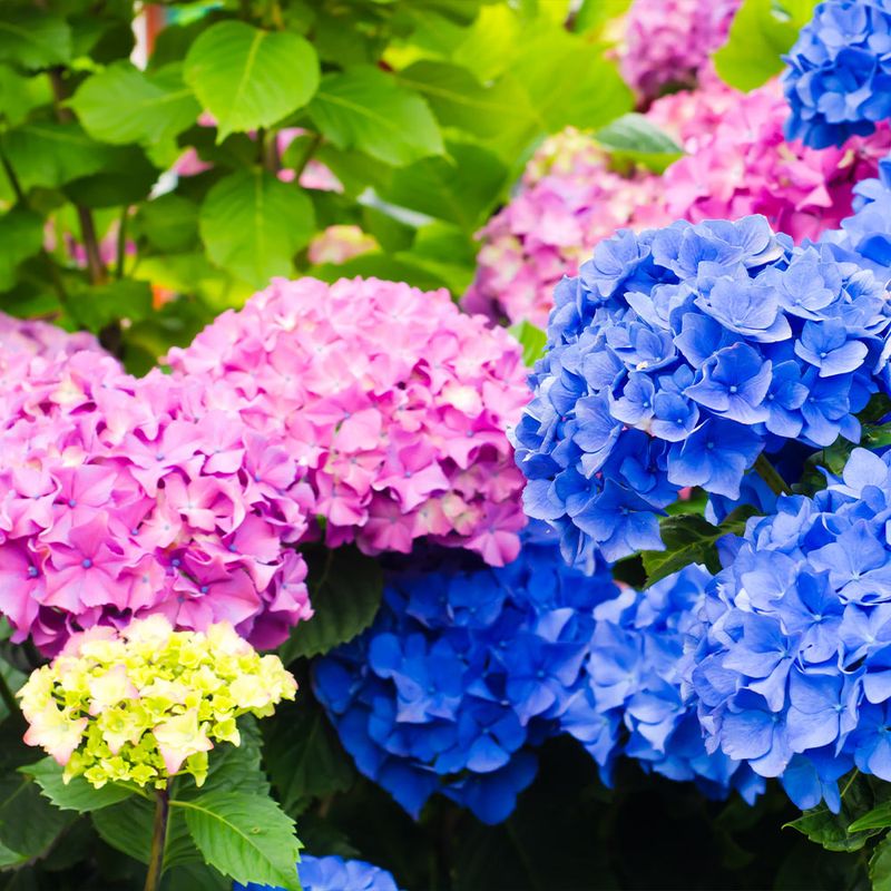 Hydrangeas