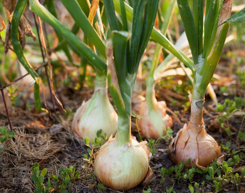 Onions (90-120 days)