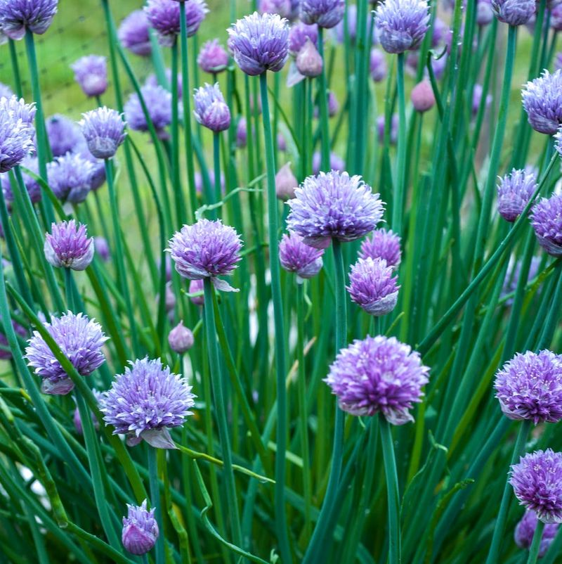 Chives