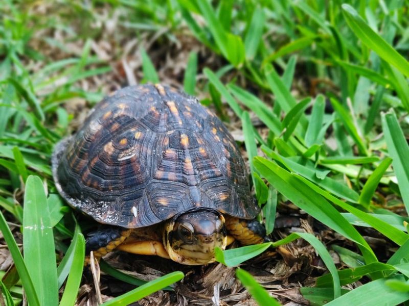Box Turtles