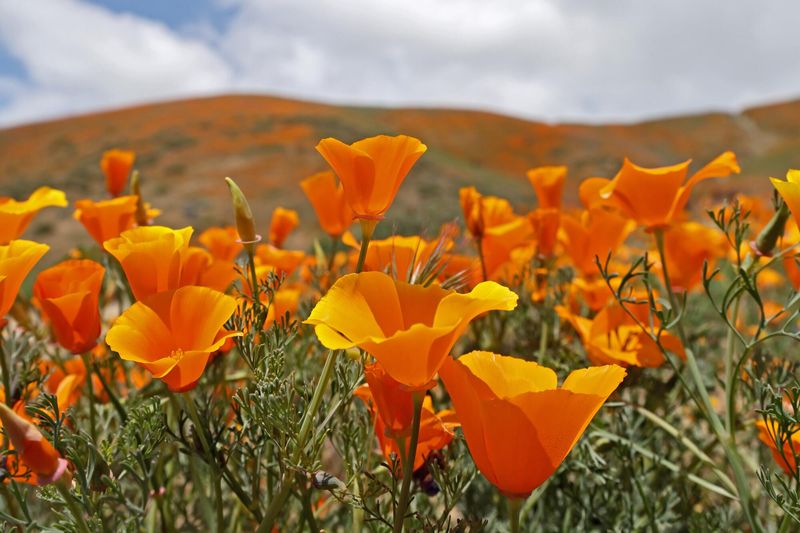 California Poppy