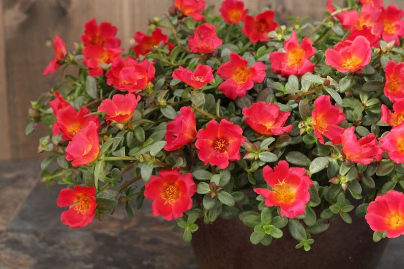 Portulaca