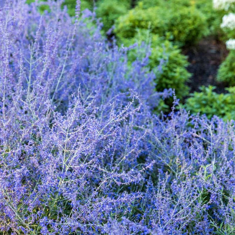 Russian Sage (Perovskia) – Misty blue-purple plumes (zones 4-9, deer-resistant).