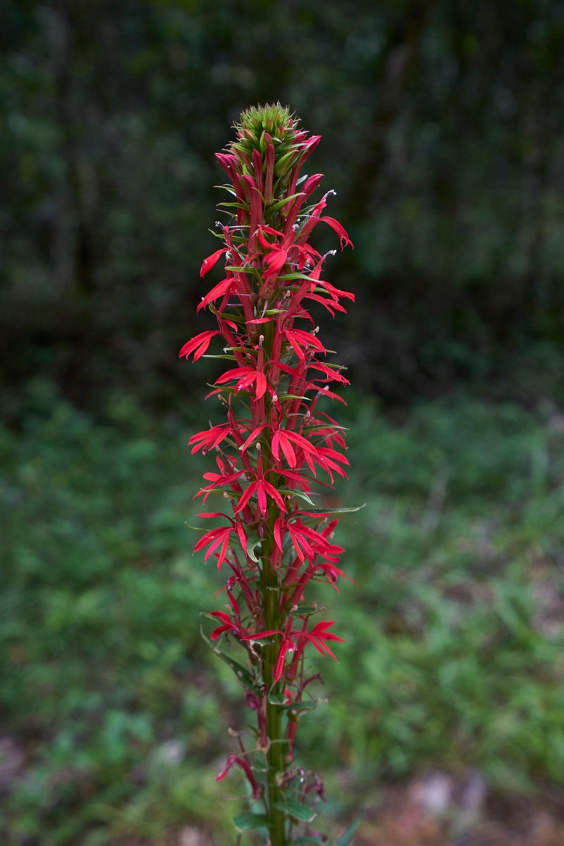 Cardinal Flower