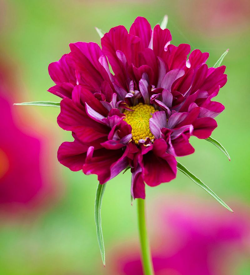 Cosmos 'Double Click Cranberries'