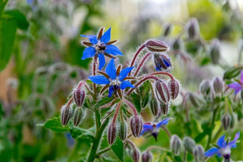 Borage