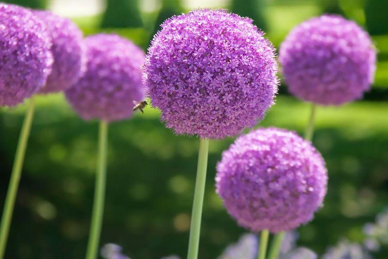 Allium
