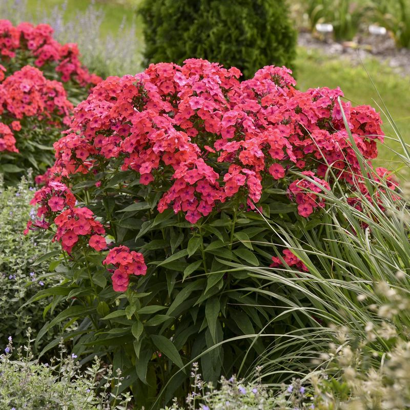 Garden Phlox