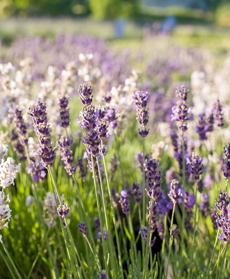 Lavender (Lavandula)