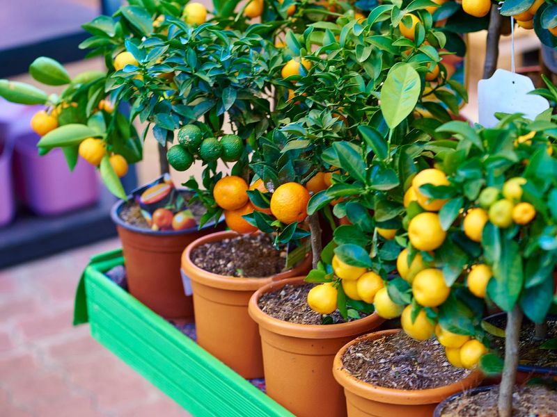 Citrus Trees