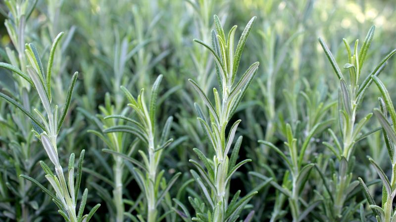 Rosemary