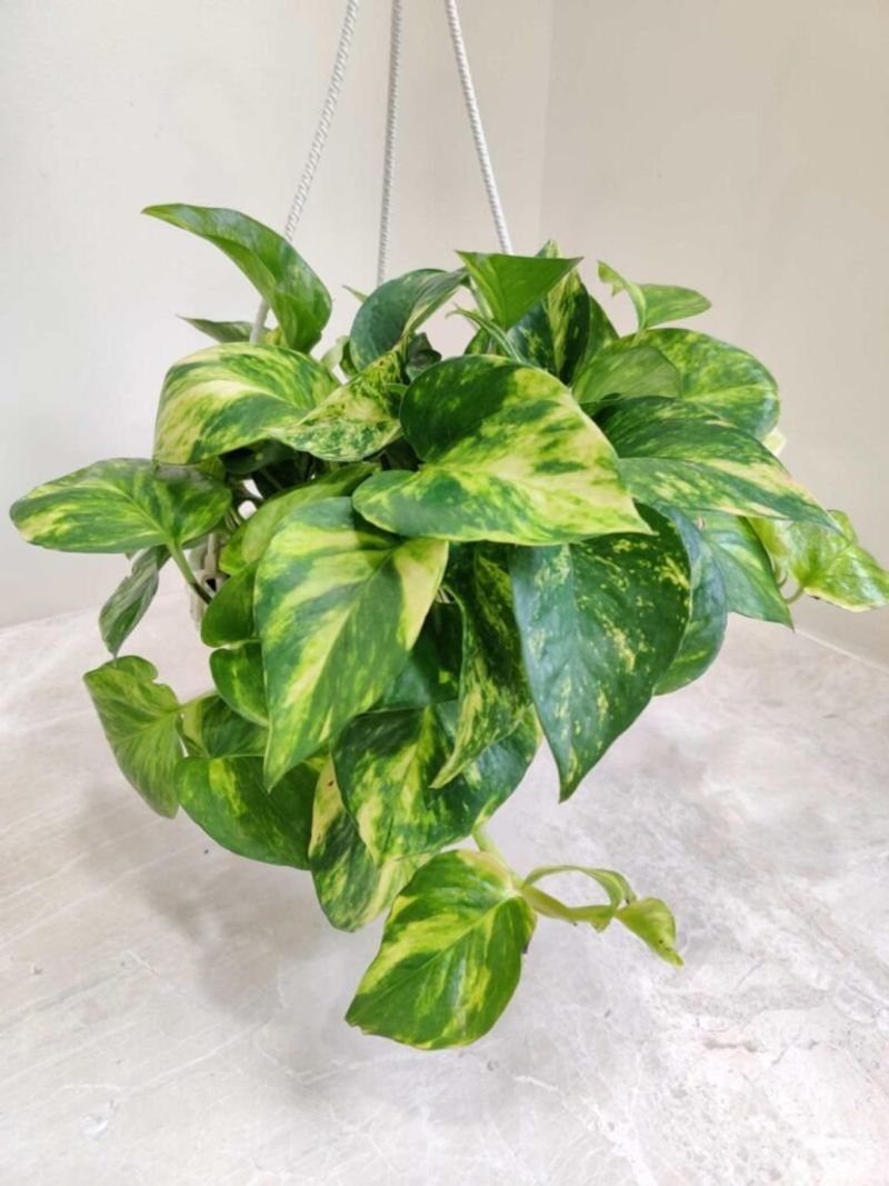 Money Plant (Pothos/Epipremnum)