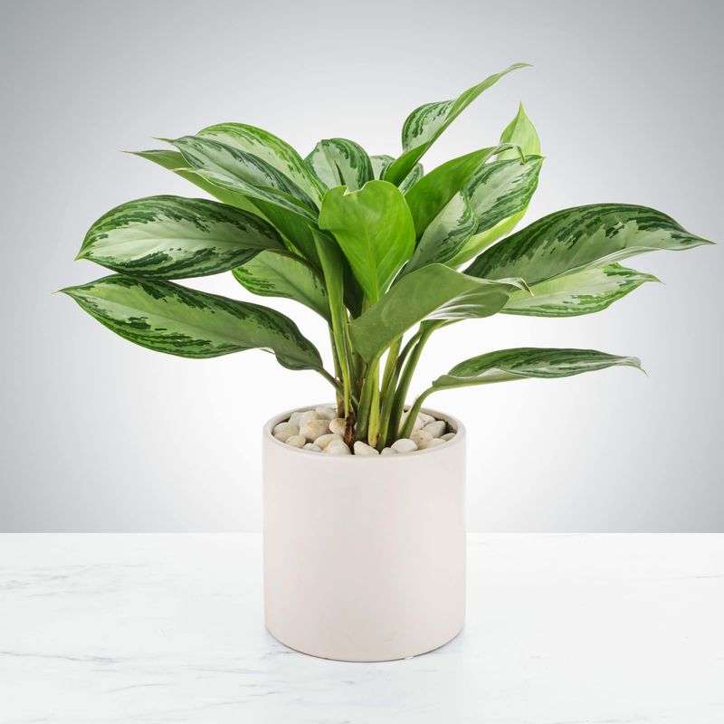 Chinese Evergreen